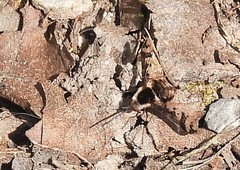 Bombylius pulchellus