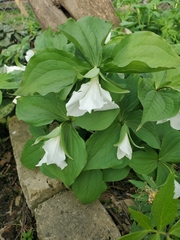 Trillium grandiflorum