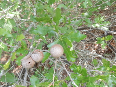 Disholcaspis pruniformis