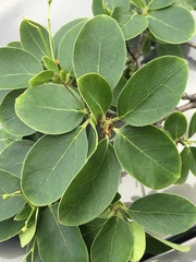 Chionanthus retusus