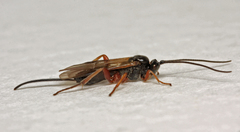Earinus gloriatorius