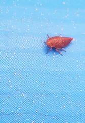 Errhomenus brachypterus