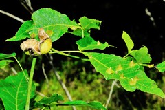 Phylloxera caryaefoliae