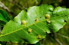 Phylloxera caryaefoliae