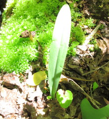 Platanthera clavellata