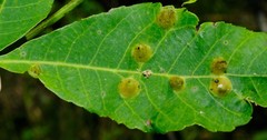 Phylloxera caryaefoliae