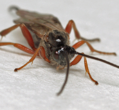 Earinus gloriatorius