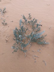 Sophora stenophylla
