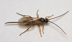 Earinus gloriatorius