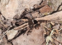 Bombylius pulchellus