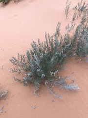 Sophora stenophylla