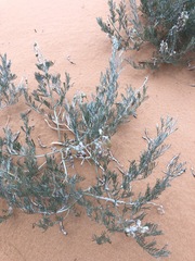 Sophora stenophylla
