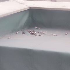 Columba livia domestica