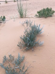 Sophora stenophylla