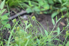 Cyperus uncinulatus
