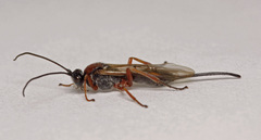 Earinus elator