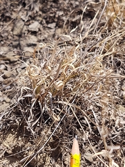 Panicum hallii