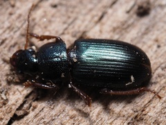 Ophonus azureus