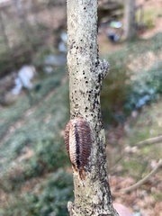 Stagmomantis carolina