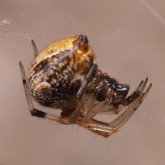 Parasteatoda lunata
