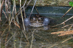 Pelophylax ridibundus