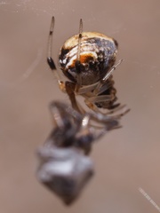 Parasteatoda lunata