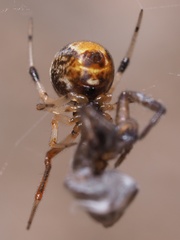 Parasteatoda lunata