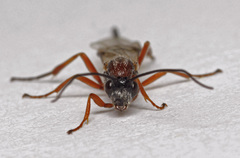 Earinus elator