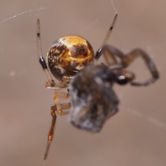 Parasteatoda lunata