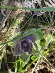 Ajuga pyramidalis