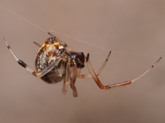 Parasteatoda lunata