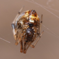 Parasteatoda lunata
