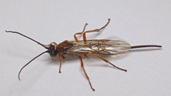 Earinus elator