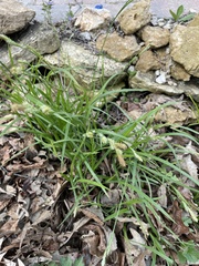 Carex hirtifolia