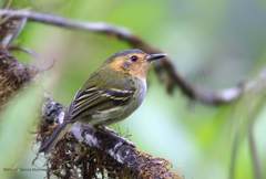 Poecilotriccus plumbeiceps