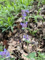 Salvia verticillata