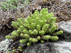 Sedum acre