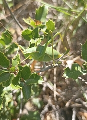 Isophya pyrenaea