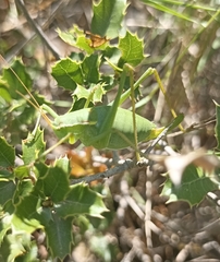 Isophya pyrenaea
