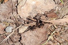 Bombylius pulchellus