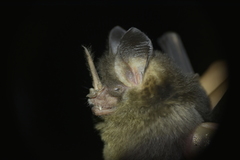 Gardnerycteris crenulatum