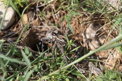 Lycosa tarantula