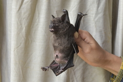 Phyllostomus hastatus