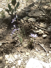 Sisyrinchium mucronatum