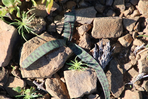 Image of Ledebouria apertiflora by (c) Tony Rebelo, some rights reserved (CC BY-SA)