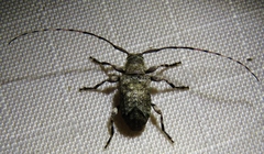 Sternidius mimeticus