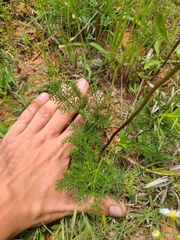 Lomatium foeniculaceum daucifolium