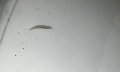 Symphyla