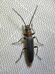 Oxycopis thoracica