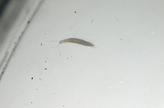Symphyla